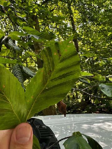 BLD in Knoxville/Gapland area (Frederick Co., MD). Photo by Steve Nagy, Mead Tree Experts