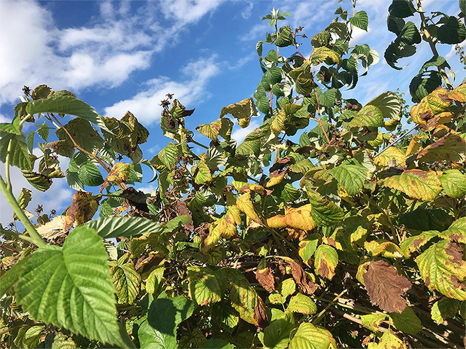 Raspberry bush exhibiting heat stress