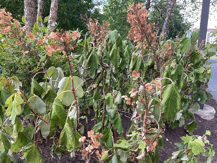 Hydrangea plant exhibiting heat stress