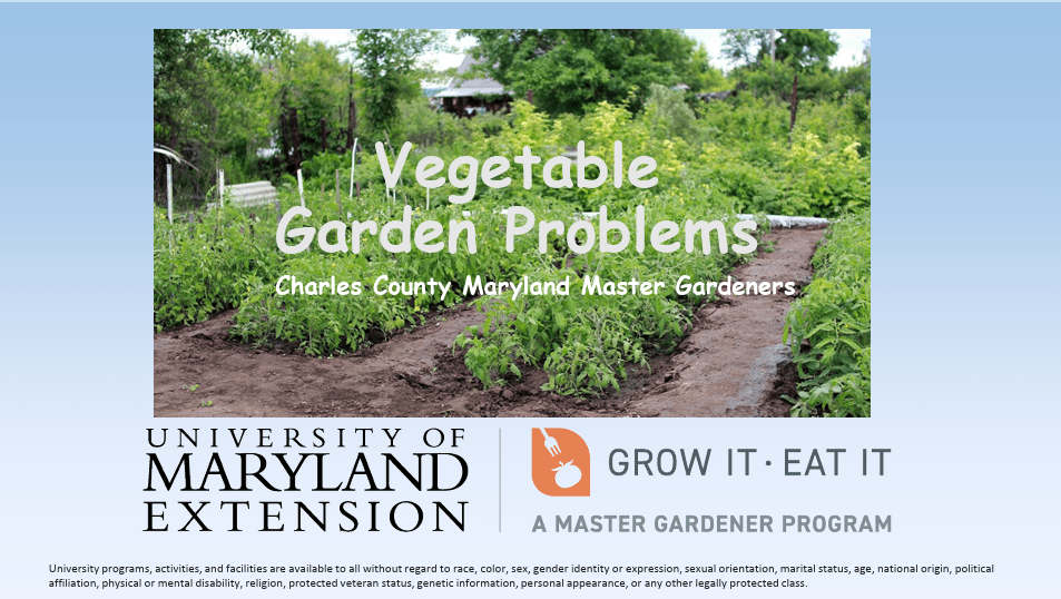 Photo of a garden with vegetables