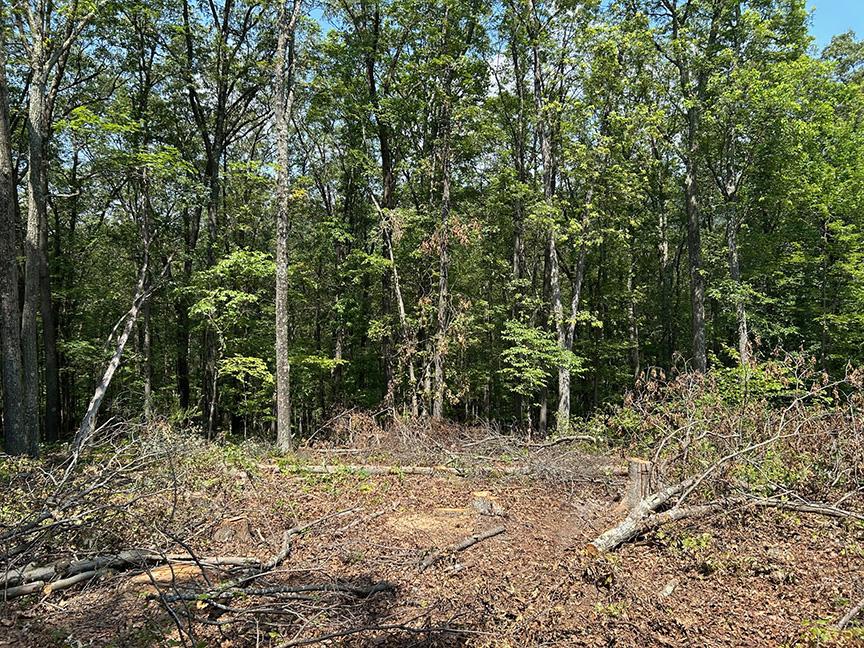 Limbs and other woody material are generally left after timber harvests and can make future management challenging. Woody biochar processing can decrease the volume of woody material and produce a usable product. (Photo: Daniel Pratson)