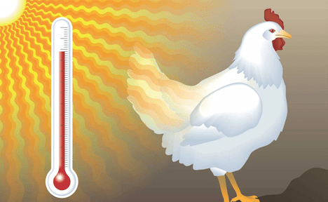 Chicken with high heat thermometer