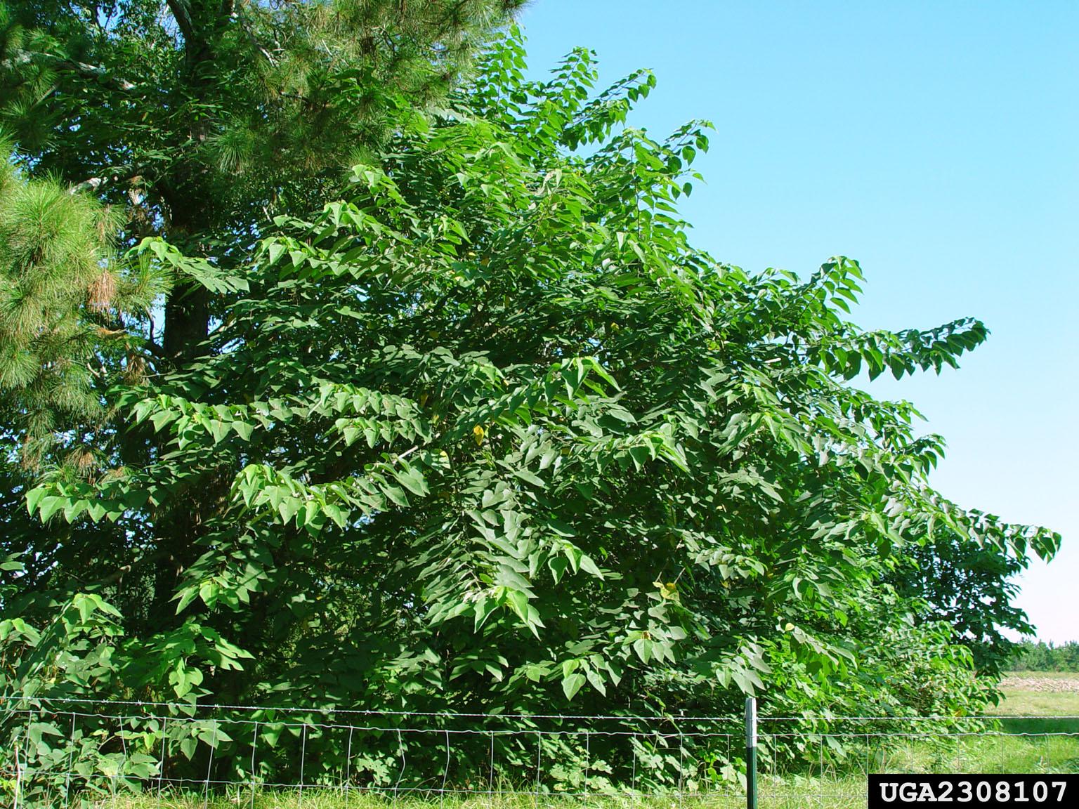 Paper mulberry thicket. Photo by Chuck Bargeron, University of Georgia, Bugwood.org