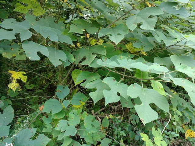 Variability of leaf shape in paper mulberry trees: Caroline Co., MD. Photo by Wayne Longbottom, Maryland Biodiversity Project