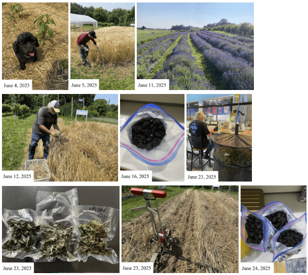 Month of June 2025 AAUFRC