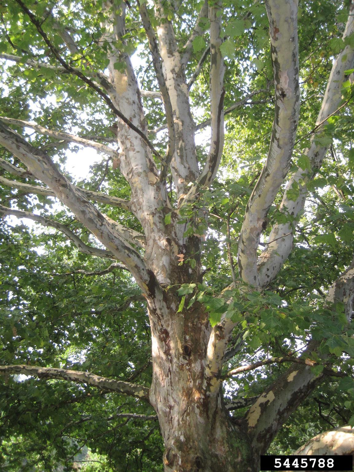 American sycamore trees have irregular patches of flaky bark that give trunks their distinctive look. Photo by Rob Routledge, Sault College, Bugwood.org