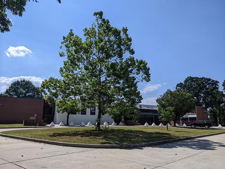 A “moon tree” sycamore stands outside of the Goddard Space Flight Center in Greenbelt. The tree was planted in 1977.  Photo: Jay Friedlander