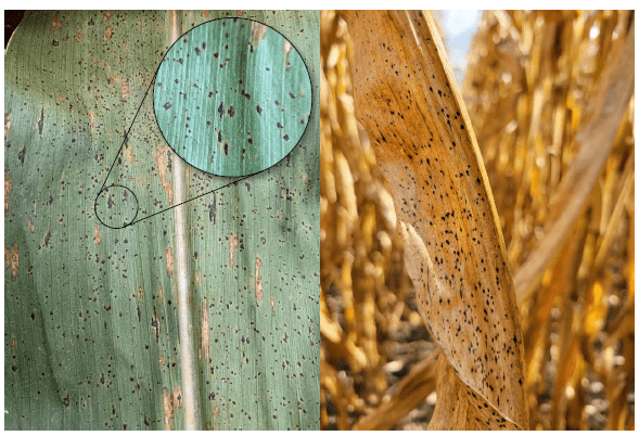 Close-up of corn leaves showing signs of Tar Spot. A green leaf left and a zoomed-in detail highlight black spots. Right, an aged brown leaf with similar spots.