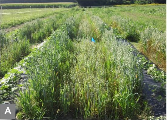 Rows of various crops in a field, including grasses and leafy plants, divided by black plastic mulch, with blue flags indicating study plots.