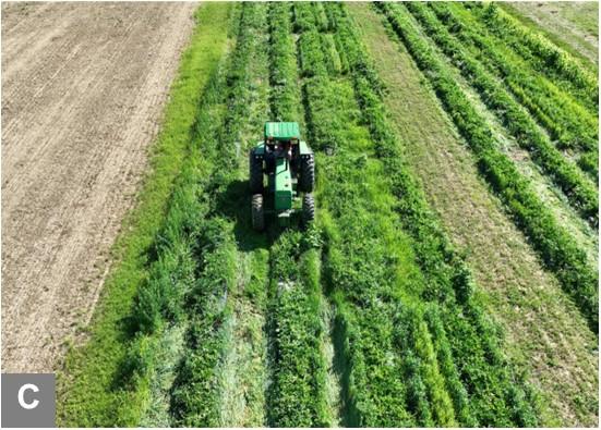 Overhead shot of a green tractor crimping the standing cover between cultivated rows of crops for improved spray coverage.