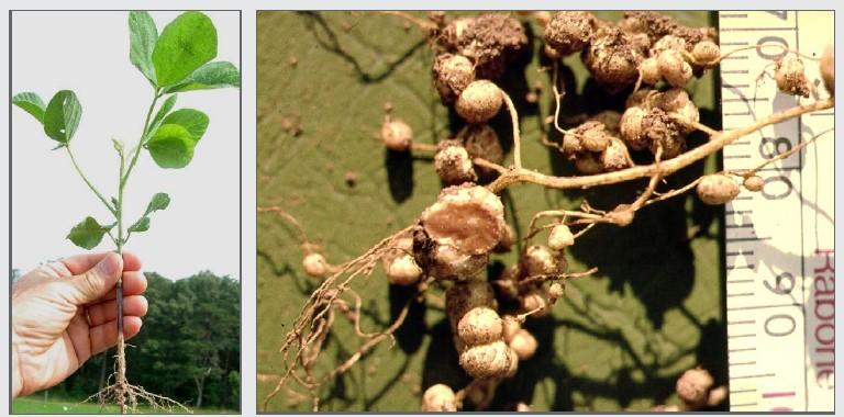  A hand holds a young soybean plant showcasing its roots and green leaves (on right). On the left a close-up soybean plant roots with clusters of small, round nodules. A ruler on the right indicates its size.