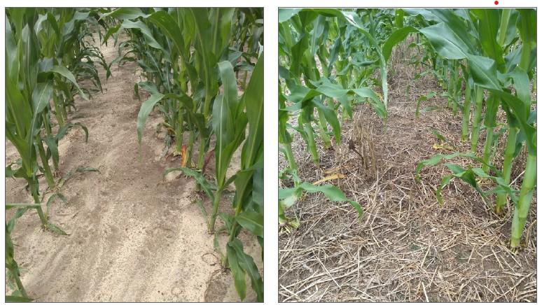 Rows of tall green corn plants with broad leaves grow in light sandy soil, creating a lush and orderly pattern under soft natural light (left). Rows of tall green corn plants grow closely together, creating a narrow path over dry, straw-covered soil (right).