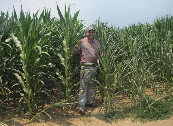 A person stands smiling in a lush green cornfield under a bright sky. The tall corn plants surround them, indicating a successful harvest.