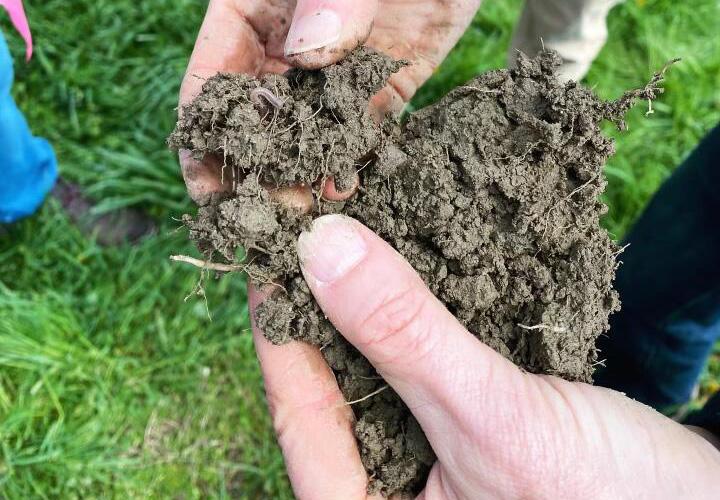  Close-up of two hands holding crumbly, dark soil with visible roots and a small worm, set against a background of lush green grass, conveying a sense of nature and earthiness.