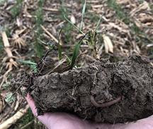  A hand holds a clump of soil with emerging green sprouts and a visible earthworm, set against a background of a field with rows of young plants.