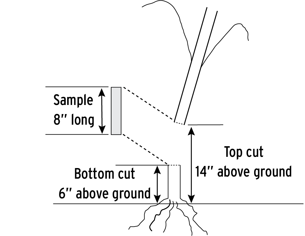 gram illustrating how to cut corn stalk samples for analysis.