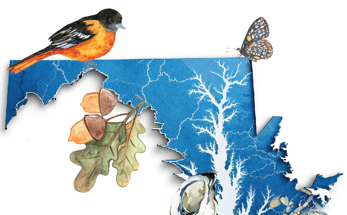 Oriole Bird and Maryland Map