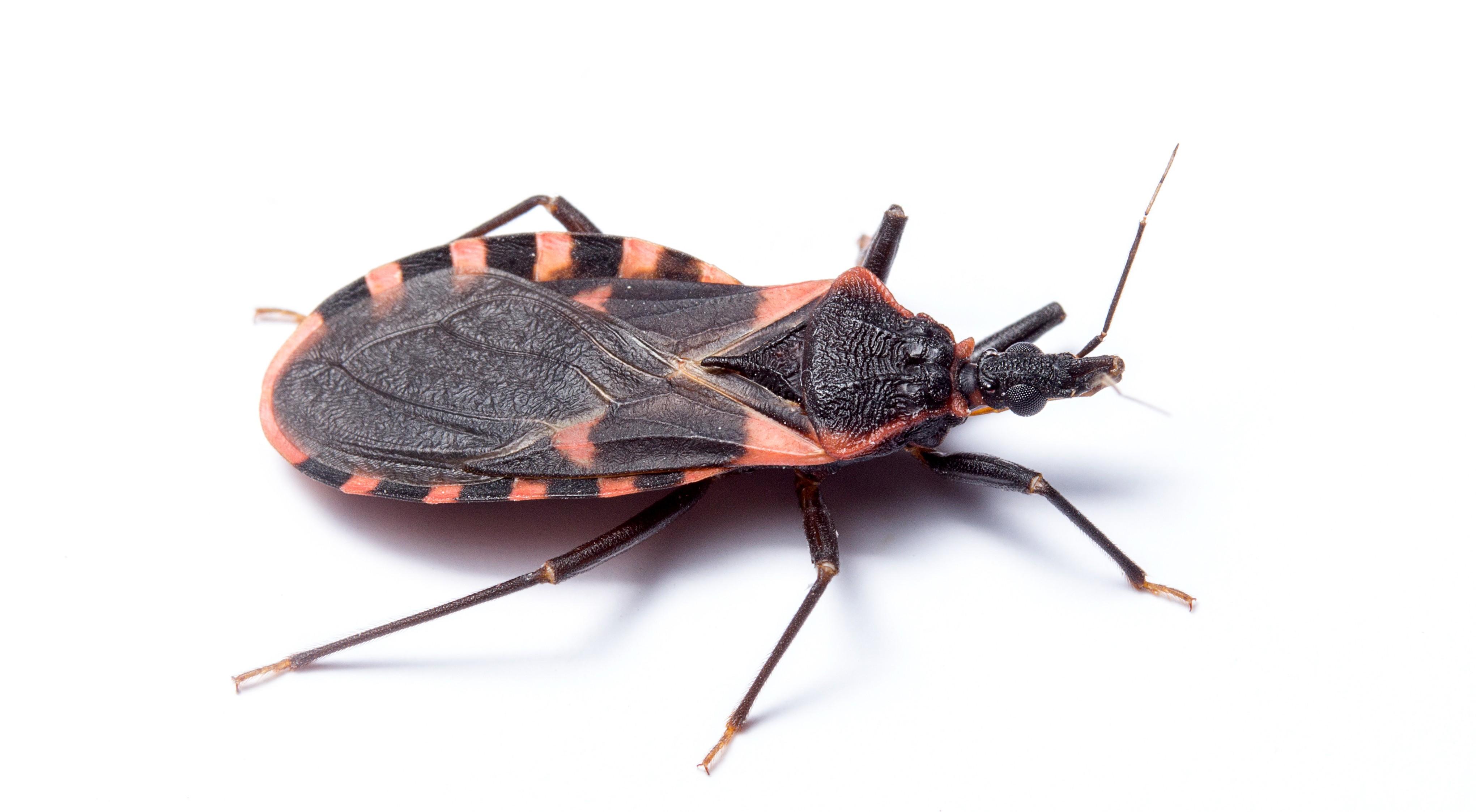 Adult kissing bug, the eastern bloodsucking conenose.