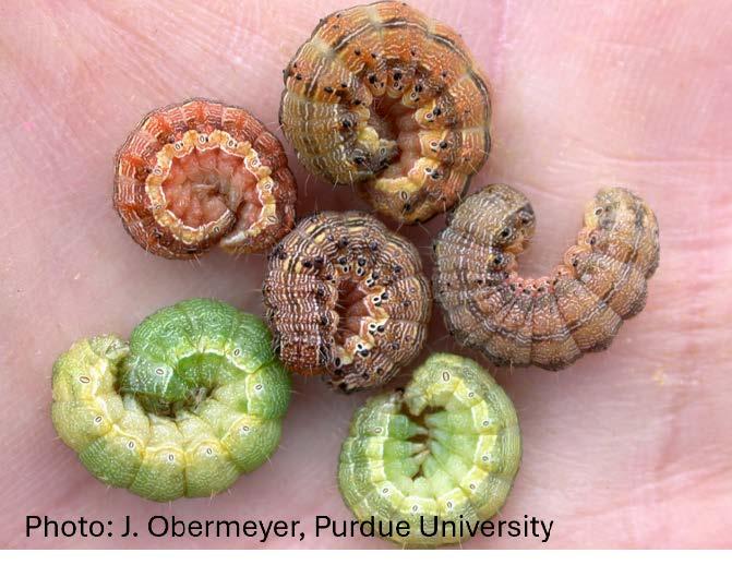 Potential color range of corn earworm caterpillars