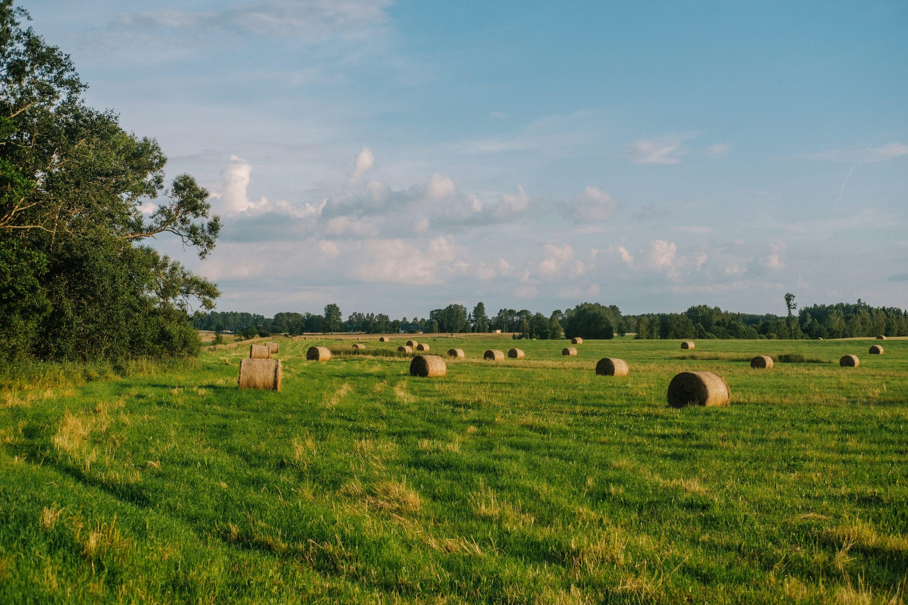 Hay harvested from field