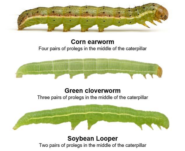 Three common caterpillars found in soybeans, note the number of prolegs to distinguish between species.