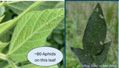 Aphids on the underside of leaf