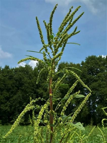 Flower spikes of waterhemp