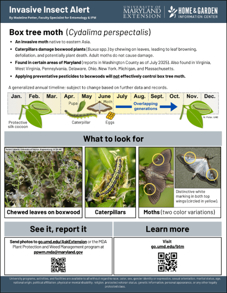 Box tree moth handout