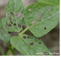 Bean leaf beetle feeding damage