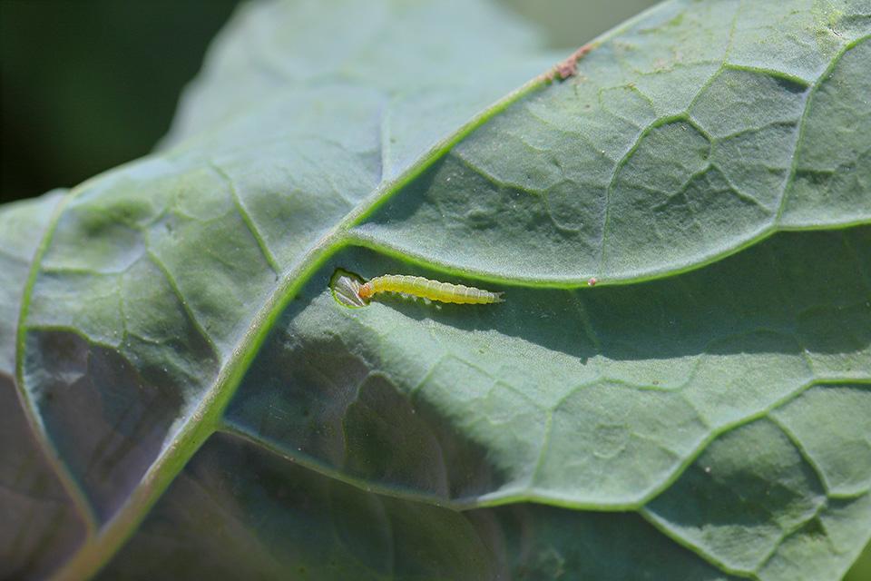 Diamondback larva on cabbage showing "Windowpane" damage. 