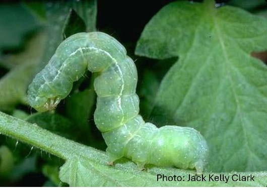 Looper caterpillar on tomato plant.