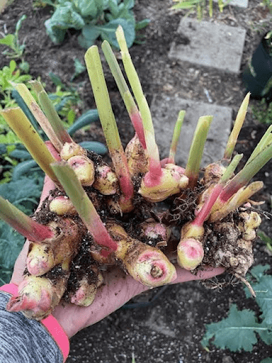 Freshly harvested ginger rhizomes from a Maryland garden.