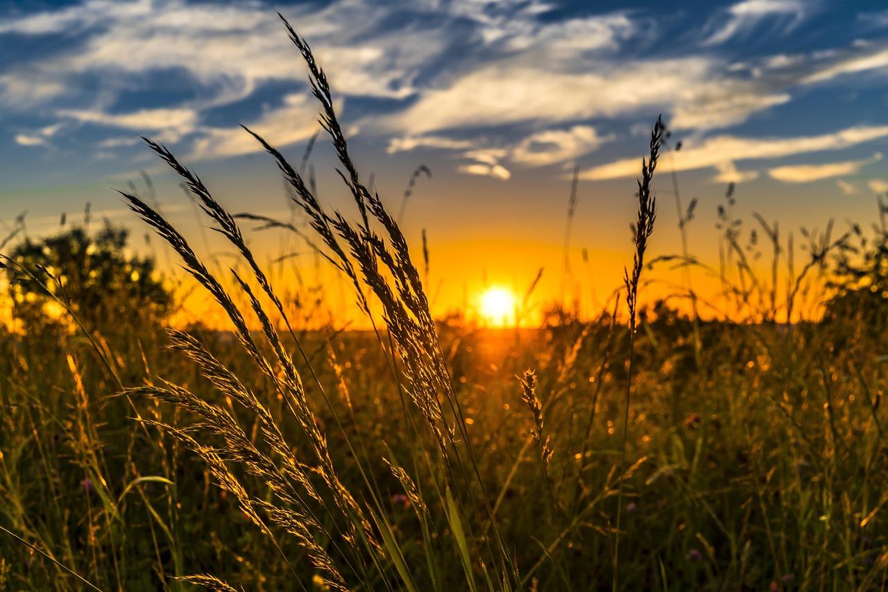 Wheat field during sunset