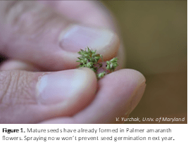 Close-up of fingers gently holding a tiny, spiky cluster of seeds against a blurred background. 