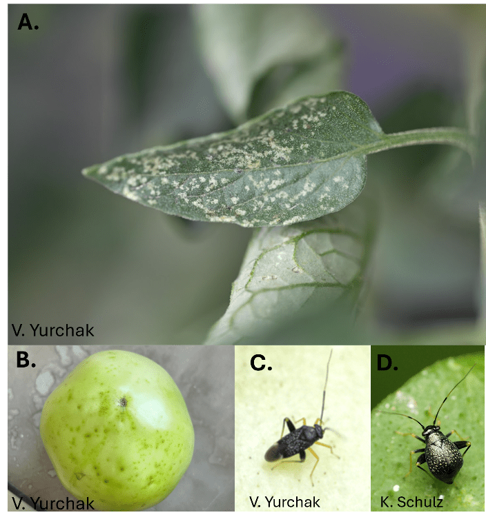 (A) Fleahopper damage on tomato leaf. (B) Fleahopper damage on immature tomato. (C) Adult male fleahopper. (D) Adult female fleahopper. 