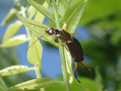 Earwig exploring a plant stem.