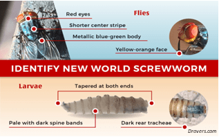 Infographic on identifying New World screwworms. Shows flies with red eyes, metallic blue-green bodies, yellow-orange faces; larvae are pale with dark spine bands.