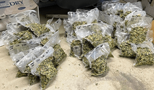 Bags of mini silos 1000g (corn silage), are arranged in rows on a concrete floor.