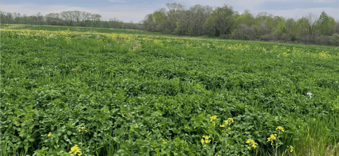 A lush green field with warm/cool season cover crop mix under an overcast sky. Dense trees border the background.