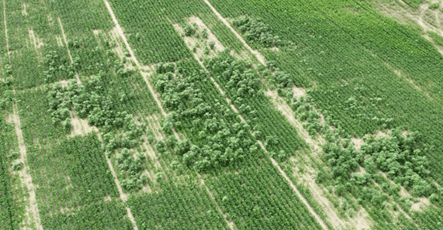 Aerial view of green agricultural fields with rows of crops and patches of dense vegetation. The scene conveys a sense of organized cultivation.