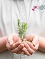 A close-up photo of an individual wearing a white shirt with the Maryland Forest Service logo holding a pine seedling and some soil in their cupped hands.