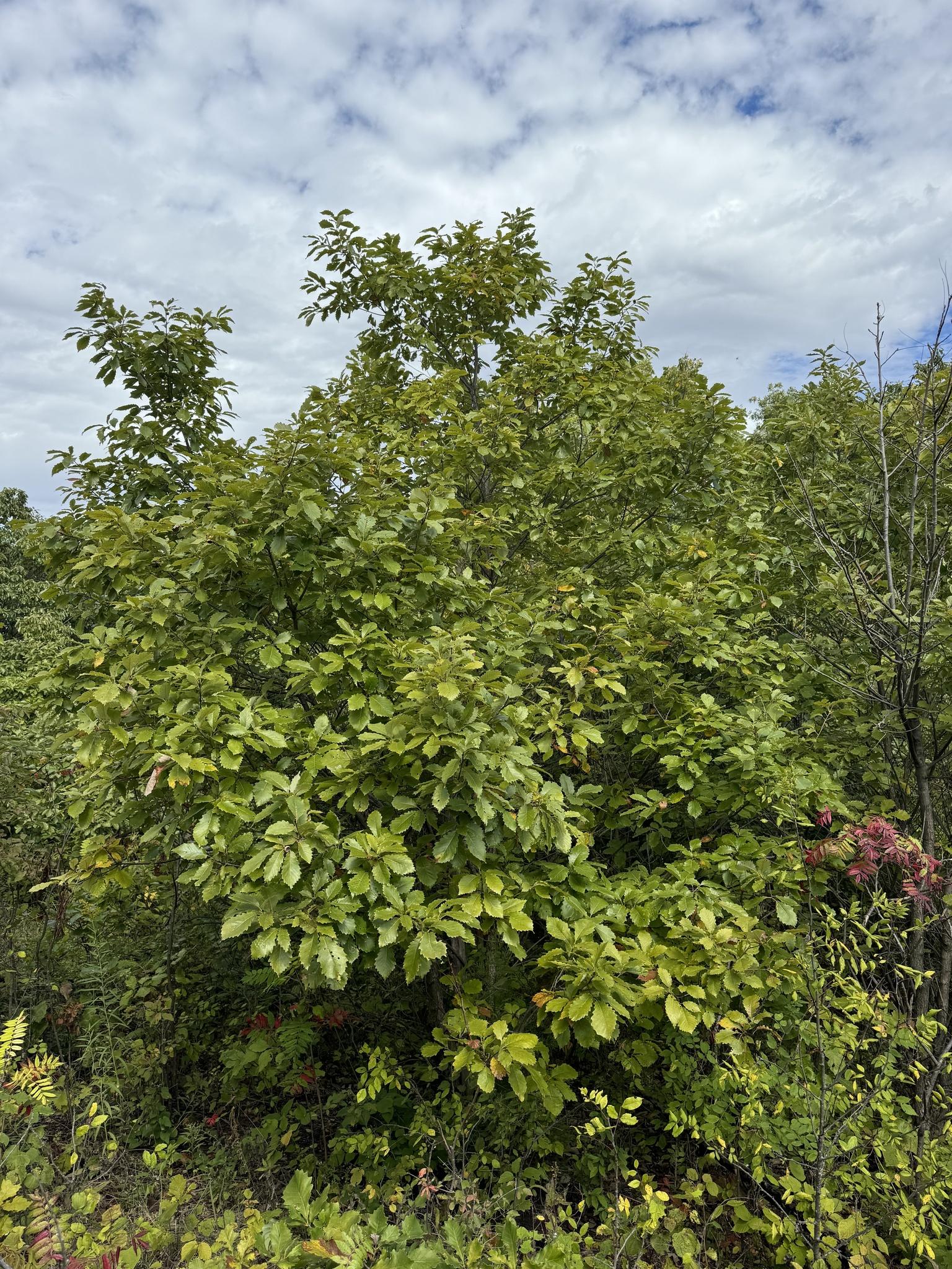 Native Trees of Maryland | Small Tree, Big Impact: Why the Dwarf ...