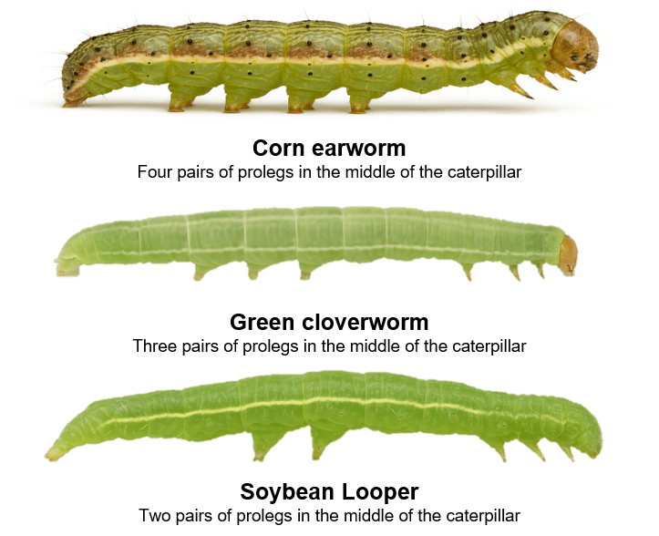 The image displays three caterpillars, each representing a different species. Top Caterpillar: A Corn earworm with a segmented body in green and brown, small black spots, and a rounded brown head. Middle Caterpillar: A Green cloverworm that is uniformly light green, elongated, with a tapered head and less pronounced prolegs. Bottom Caterpillar: A Soybean looper, vibrant green with subtle segmentation, elongated body, slightly pointed head, and visible but not prominent prolegs.