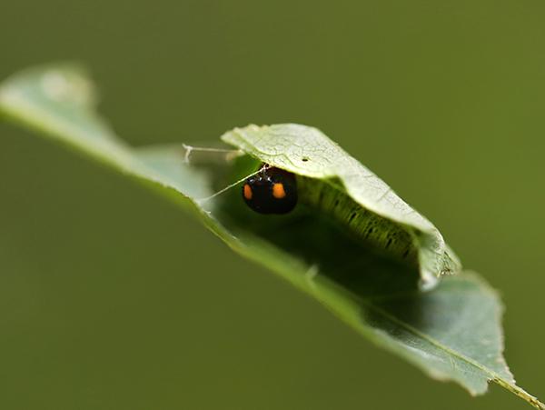 A Silver-spotted skipper larva is partially hidden under a green leaf, with its head and front body visible. Its black head features two distinct orange spots, suggesting it may be the same species as another caterpillar. The green body blends with the leaf, using silk to secure it for shelter. The curled leaf provides protective cover, and the background is blurred, emphasizing the caterpillar.