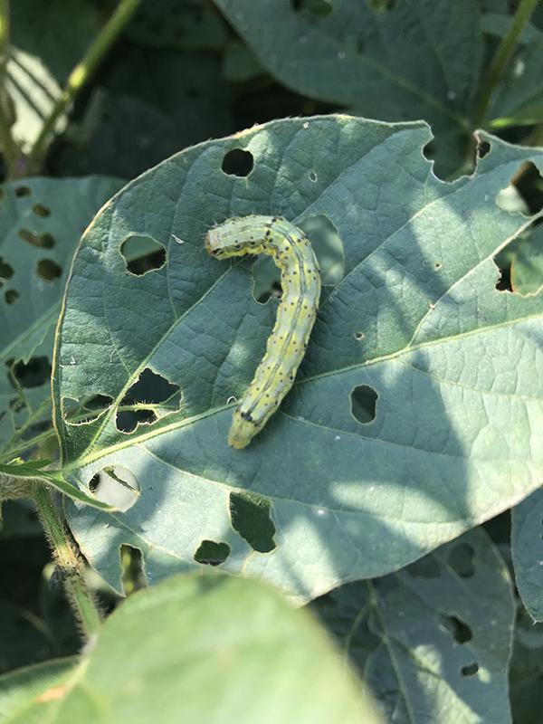A light green Corn earworm with yellow and black markings crawling on a green leaf. The caterpillar is positioned in the center of the leaf, which shows extensive damage with numerous holes of varying sizes, indicating feeding activity. The leaf is part of a soybean plant. The background consists of more leaves, some of which also show signs of pest damage.
