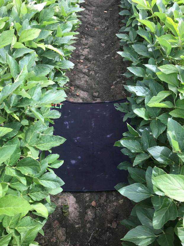 A row of healthy green soybean plants on either side of a dirt path. The plants are lush and densely packed, with broad green leaves. In the middle of the path, there is a drop cloth laid across the soil, and is a method to monitor pest management. The mat has some faint markings or discolorations on its surface.