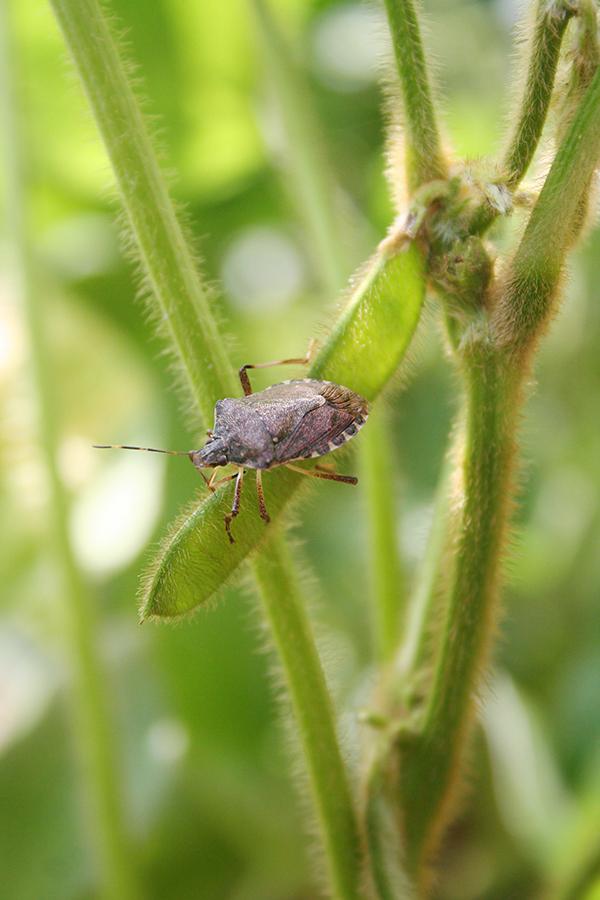 A brown stink bug perched on a green soybean pod. The stink bug has a shield-shaped body, typical of its species, with a mottled brown coloration and long, slender antennae. It is situated on the fuzzy surface of the soybean pod, which is attached to a stem with fine hairs. The background is blurred, highlighting the stink bug and the soybean pod in the foreground. Stink bugs are known agricultural pests that feed on a variety of crops, including soybeans, causing damage to the pods.