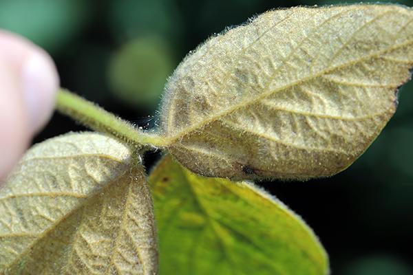 The underside of a soybean leaf displaying a yellowish tint indicates an infestation of spider mites. The sunlight emphasizes the texture and color of the leaves.