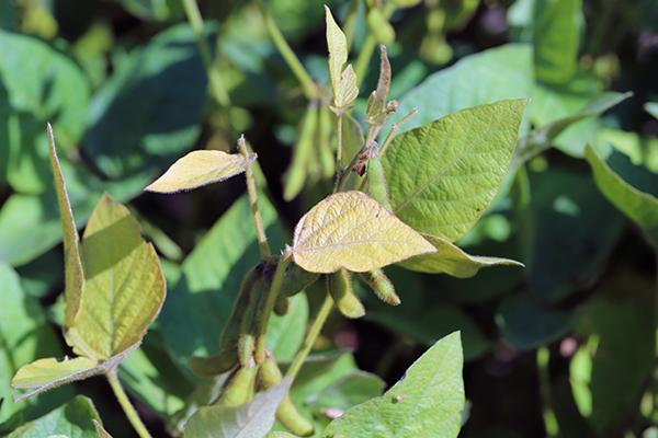 A soybean plant affected by spider mite feeding. The leaves show signs of damage, characterized by a yellowish tint and stippling, which are typical symptoms of spider mite infestation. The leaves have a slightly dusty appearance due to the feeding activity. The stems and pods are covered with fine hairs, a common feature of soybean plants. The sunlight casts shadows, highlighting the texture of the leaves and the extent of the damage.
