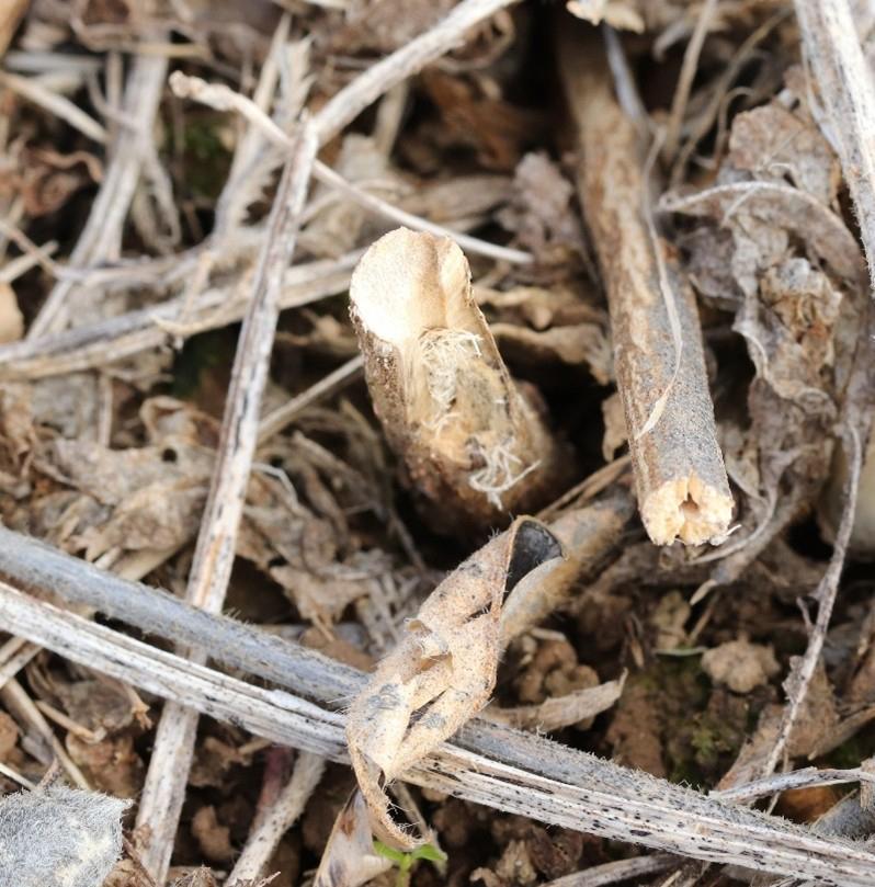 A girdled soybean stem among dried plant debris. The stem is visibly cut or chewed around its circumference, a characteristic sign of damage caused by pests like the Dectes stem borer. The surrounding area is covered with dried leaves and stems.